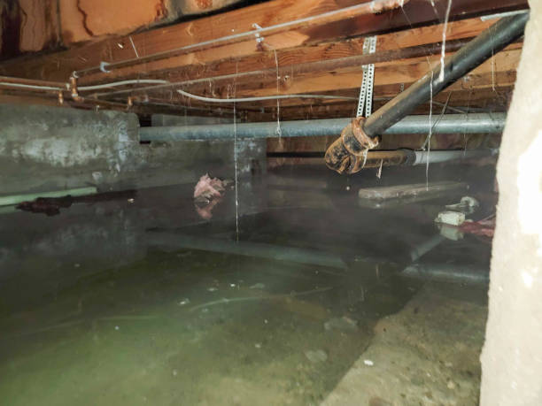 Best Professional water damage repair  in Brookside, AL