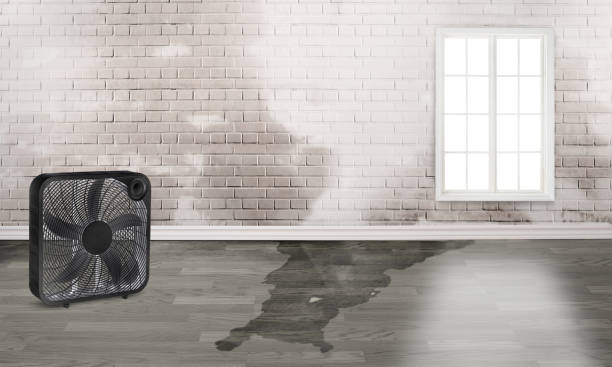Best Flood restoration services  in Brookside, AL